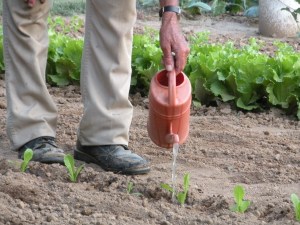 Charlie watering baby lettuce seedlings