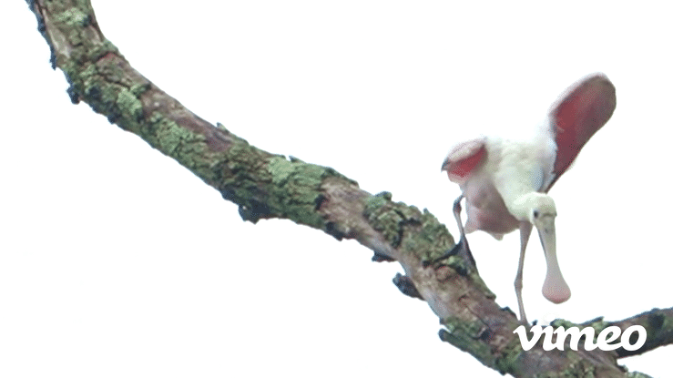 Roseated Spoonbill, not the most agile tree climber