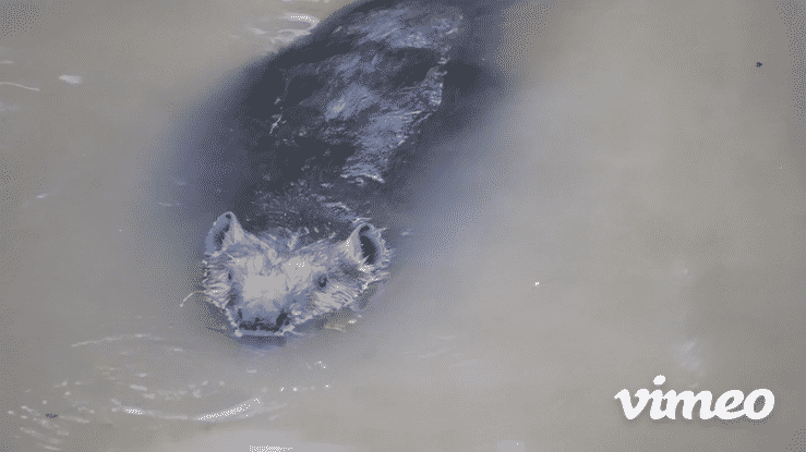 Beaver, now you see him ... now you don't