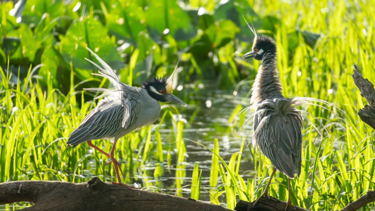 The Yellow Crowned Night Herons are&nbsp;back!